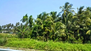 Hindistan Bitki Örtüsü Türleri ve Özellikleri