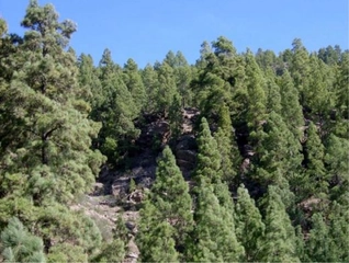 Psödomaki Bitki Örtüsü Türleri ve Özellikleri